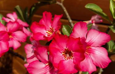 Luxury Historic Shotgun Home in Lower Garden District - Foto 71