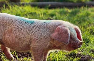 Archers Cottage - Foto 22