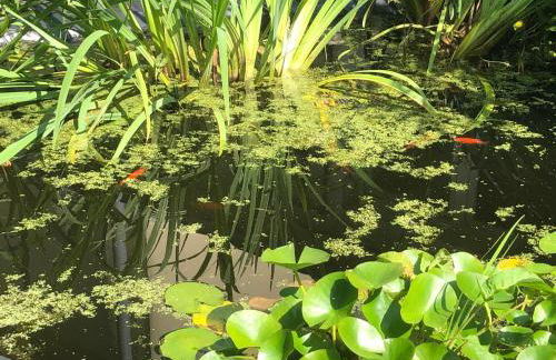 Monteurwohnung in Wesermarsch, Küche, Einzelbetten, Stedinger Landhotel - Photo 26