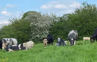 Pant Llwyd Farm - Foto 28