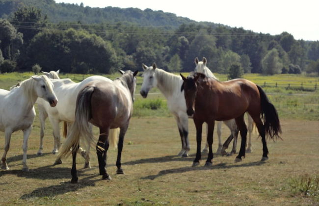 Kerca Bio Farm - Photo 53