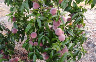 Quinta Damigo - Foto 52