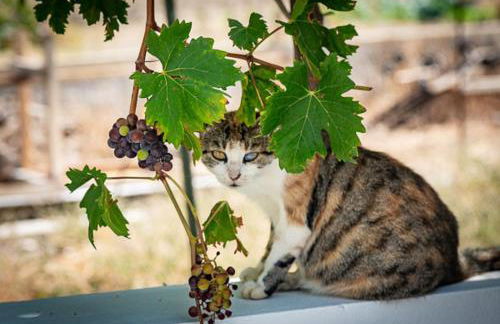 Summer Vibes - Photo 9