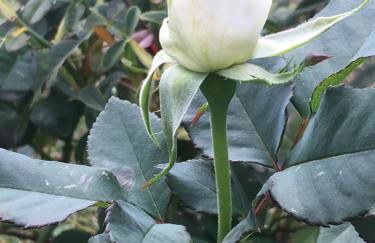 Le Ghiande - Foto 62