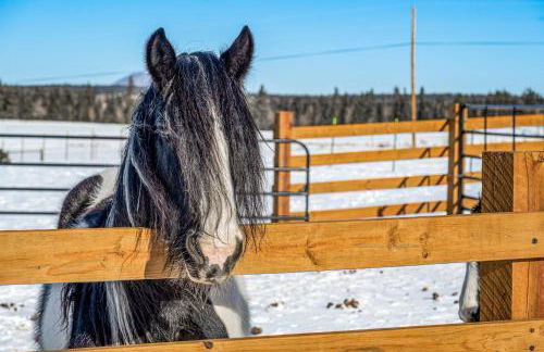 Clear Pikes Peak View, Horses On-Site! Mtn Getaway - Foto 25