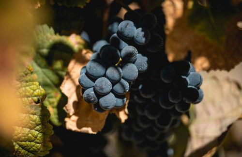 Quinta São Luiz The Vine House Douro - Foto 77