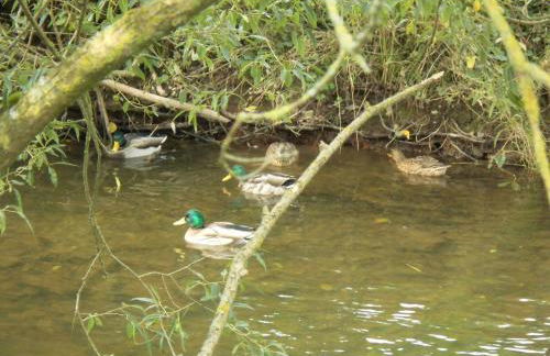 Ferienhaus - Vakantiehuis, Ferienwohnung, 100 qm, Rollmann, 54578 Nohn, Eifel- Nürburgring - Foto 15