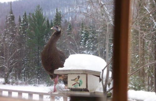 Secluded Cottage Rental in the Woods in Stony Creek, New York - Foto 20