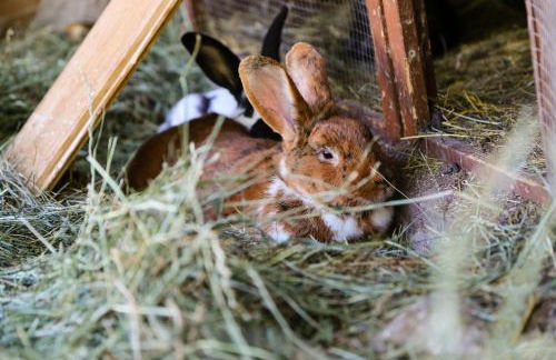 Haidgerberhof - apartments & homemade food - Foto 61