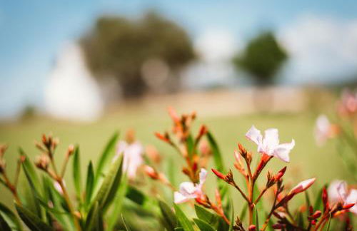 Auberge Santu Martine Cottage with Pool (Ollastru) - Foto 40