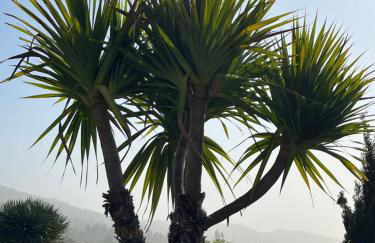 Villa Buena Vista - Foto 50