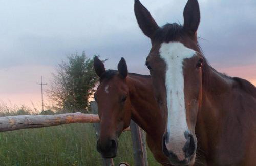 Dom Gościnny Ogłuszka - Foto 46