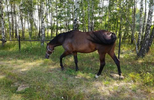 Nowa Wola 58 - 200qm appartment in a small village, with pool, sauna and big garden - Foto 72