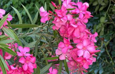 Apartman Perla - Foto 43