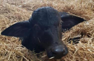 Primrose Straw Bale Cabin - Foto 19