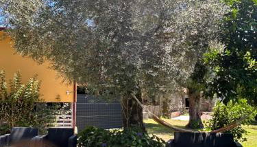 Casa Matreiro - Foto 5, Garden, Garden view