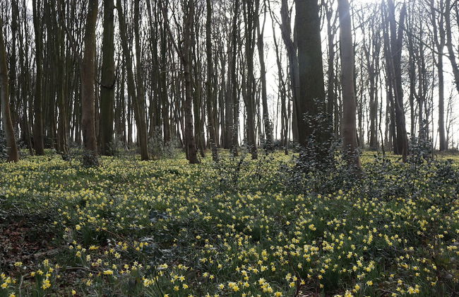 Le Domaine Saint Ange - Photo 28