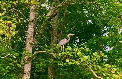 Fryars' Green at Tennessee RiverPlace - Foto 72