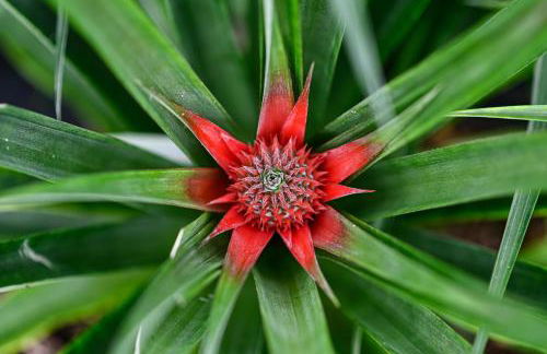 Pineapple Studio - Photo 50