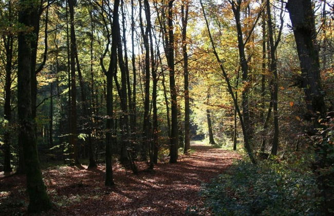 Bungalow in Eifel Near Forest and Mountains - Foto 33