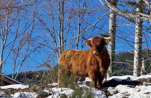 Alpe di Sara - Foto 11