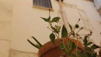 Casa Torre dell'Angelo - Foto 4