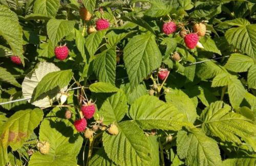 Quinta dos Ventos Chalé - Foto 31