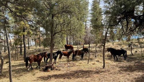 Twin Pines Casita - Big Yard, View, Porch, Hot Tub, & Charm - Foto 4