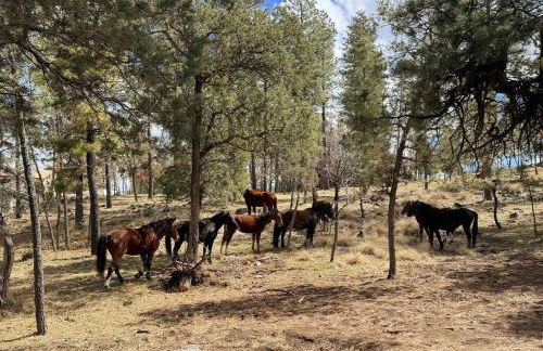 Twin Pines Casita - Big Yard, View, Porch, Hot Tub, & Charm - Foto 4