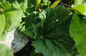 Maison familiale : charme & nature - Foto 14