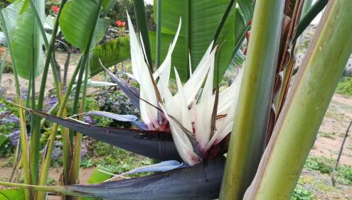 Finca La Punta - Foto 5