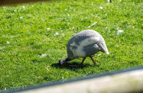 Atlantic Lodge - Photo 27