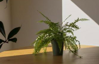 Lawendowy Raj - Foto 8