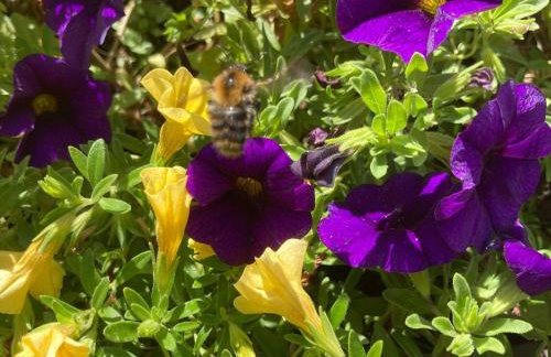 Ferienwohnungen Hubertus - Foto 5