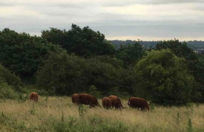 Immaculate 1-bed Apartment in London - Foto 22