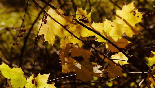 Luxurious sky loft with giant soaker tub, steam room, views - Foto 4