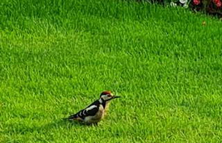 Woodpeckers Cottage - Foto 50