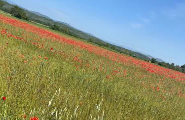 mas du Clap - Photo 14