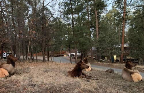 Twin Pines Casita - Big Yard, View, Porch, Hot Tub, & Charm - Foto 22