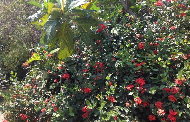 Villa Los Almendros - 2 Private Pools & Tennis & Pickle Ball - Photo 29