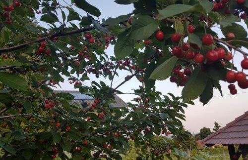 Holiday Home Kalnik - Foto 66