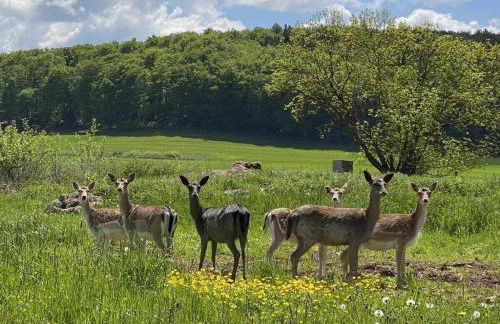 Boswachtershuis Goed Malberg - Foto 6