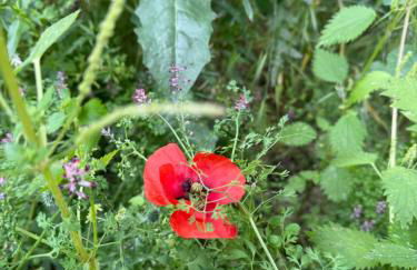 Villa Annunziata Luxe - Foto 57