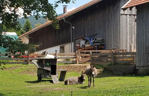 Biohof Dimper - KuhHorn - Foto 22