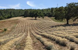 Il Poggio di Teo - Foto 15
