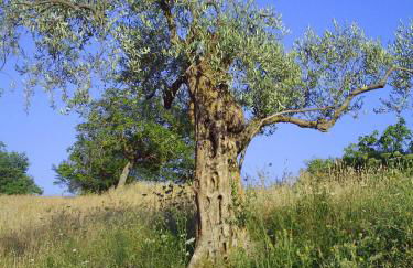 Agriturismo San Pietro - Foto 93