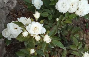 Giaglakis Rooms - Foto 79