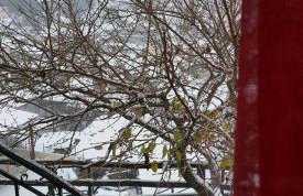 Αργουλιάς - Foto 48