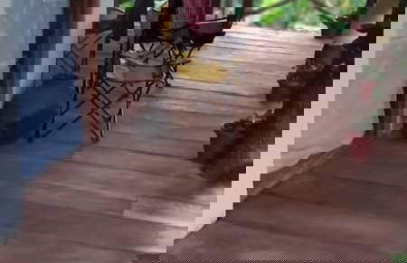 Wanale Falls Lodge - Foto 5