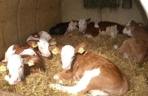 Ferienhof Nirschl - Foto 21